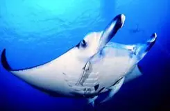 Dive House Manta Ishigaki