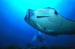 Diving Service Shimanchu