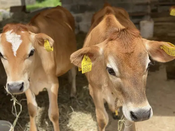 Majun's Jersey Farm