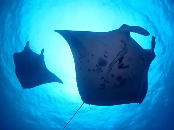 Navii Diving Ishigaki Island