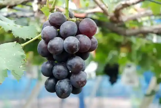 Imahashi Kanko Orchard