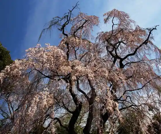 Tanomoshi Weeping Cherry