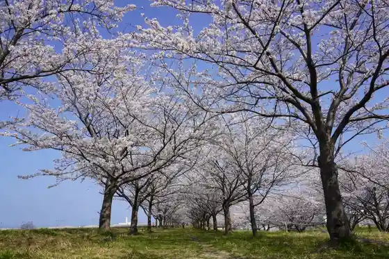 Himegawa Sakura Zutsumi
