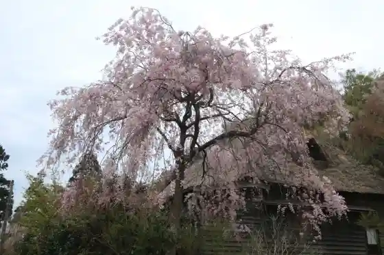 Toku Go Shidarezakura