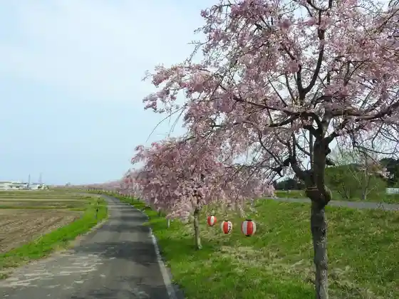 Taira Ushi Shidare Sakura