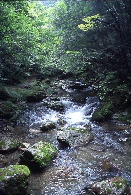 Otaki Nature Forest Park