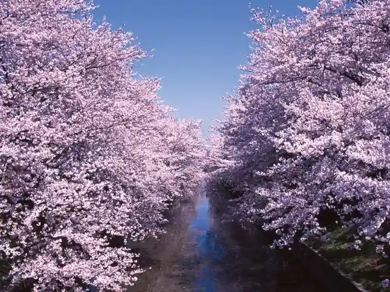Iwakura Cherry Blossom Festival
