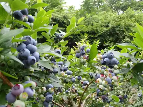 Iwatemachi Blueberry Tourist Farm
