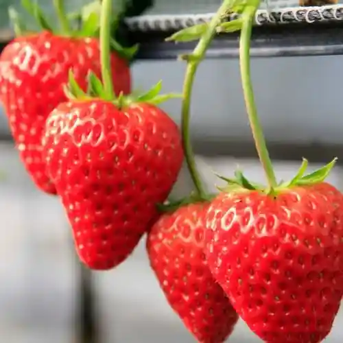 Izumi Ogawa Ichigo Farm