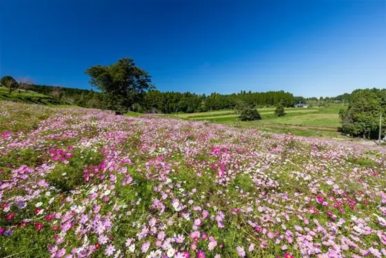 Uwaba Plateau (Cosmos Garden)