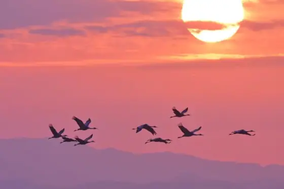 Izumi Crane Wintering Grounds