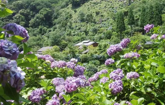 Shinonome no Sato Hydrangea Garden