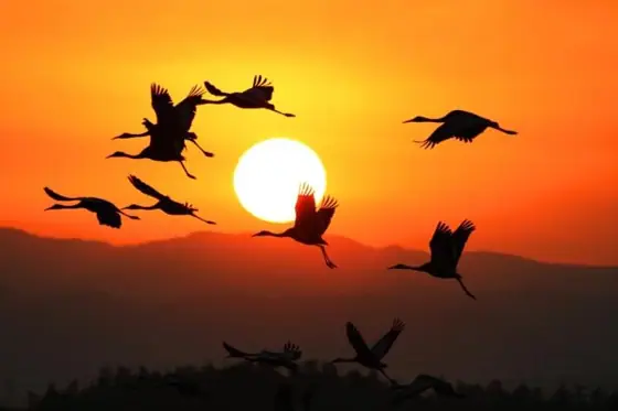 Cranes and First Sunrise