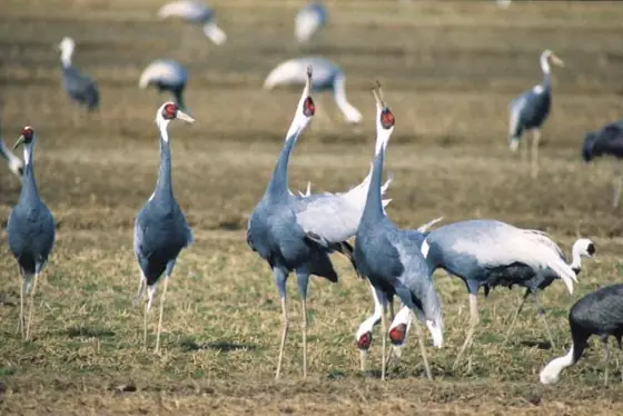 Izumi Crane Wintering Grounds