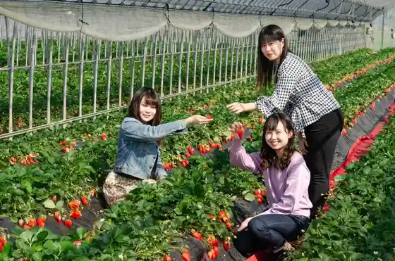 Ema Strawberry Picking Center
