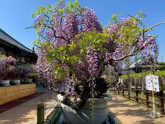 Wisteria at Jifuku-ji, Ishii Town