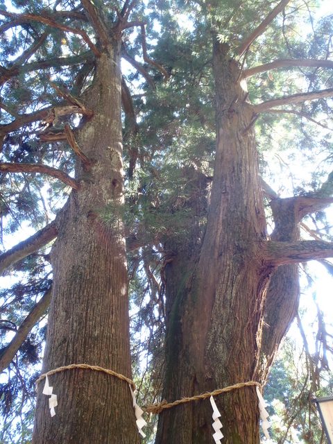 Husband and Wife Cedars