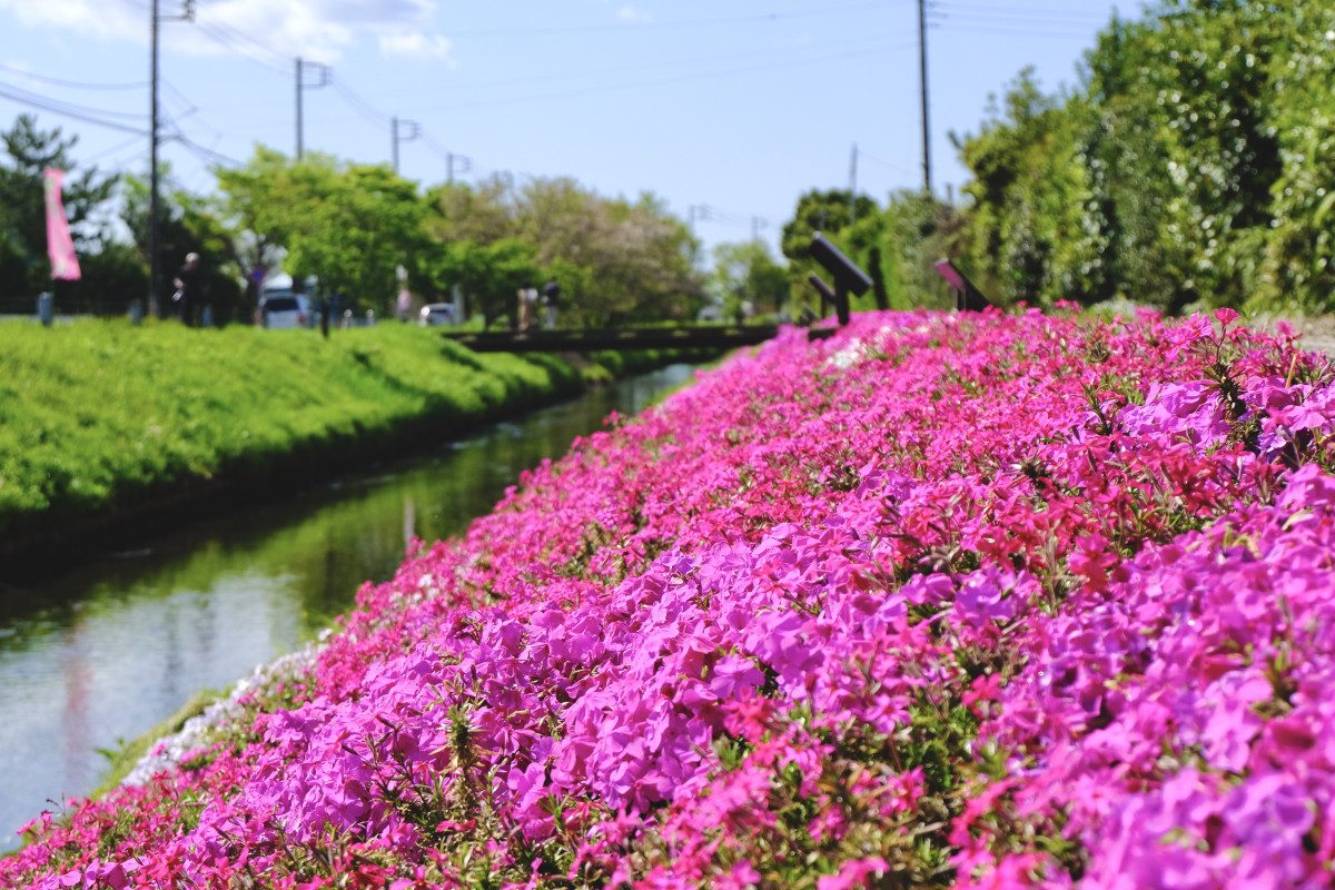Isehara Shibuta Riverbank