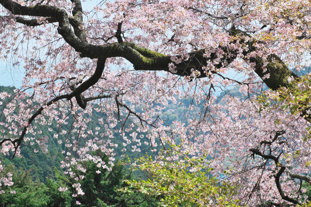 Yamazakura at Oyama Afuri Shrine