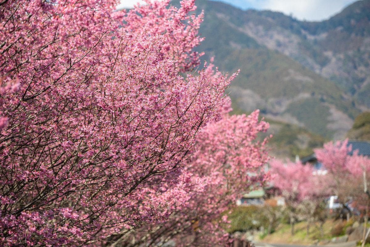 Okame Cherries along Oyama Shindo