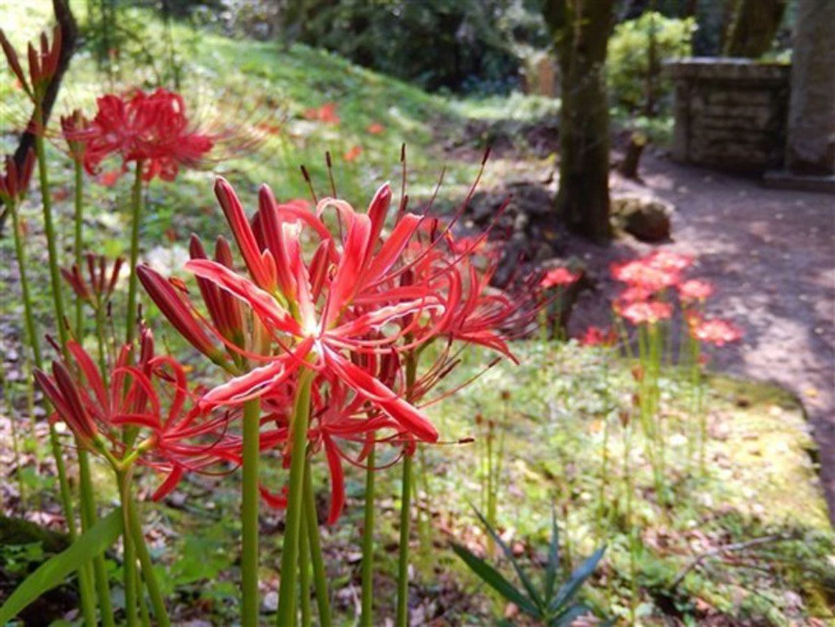 Hinata District Red Spider Lilies