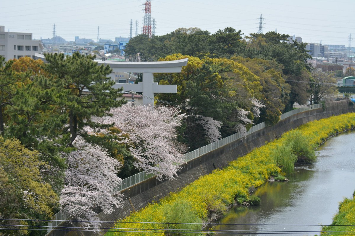 Samukawa Shrine Cherry-Lined Approach