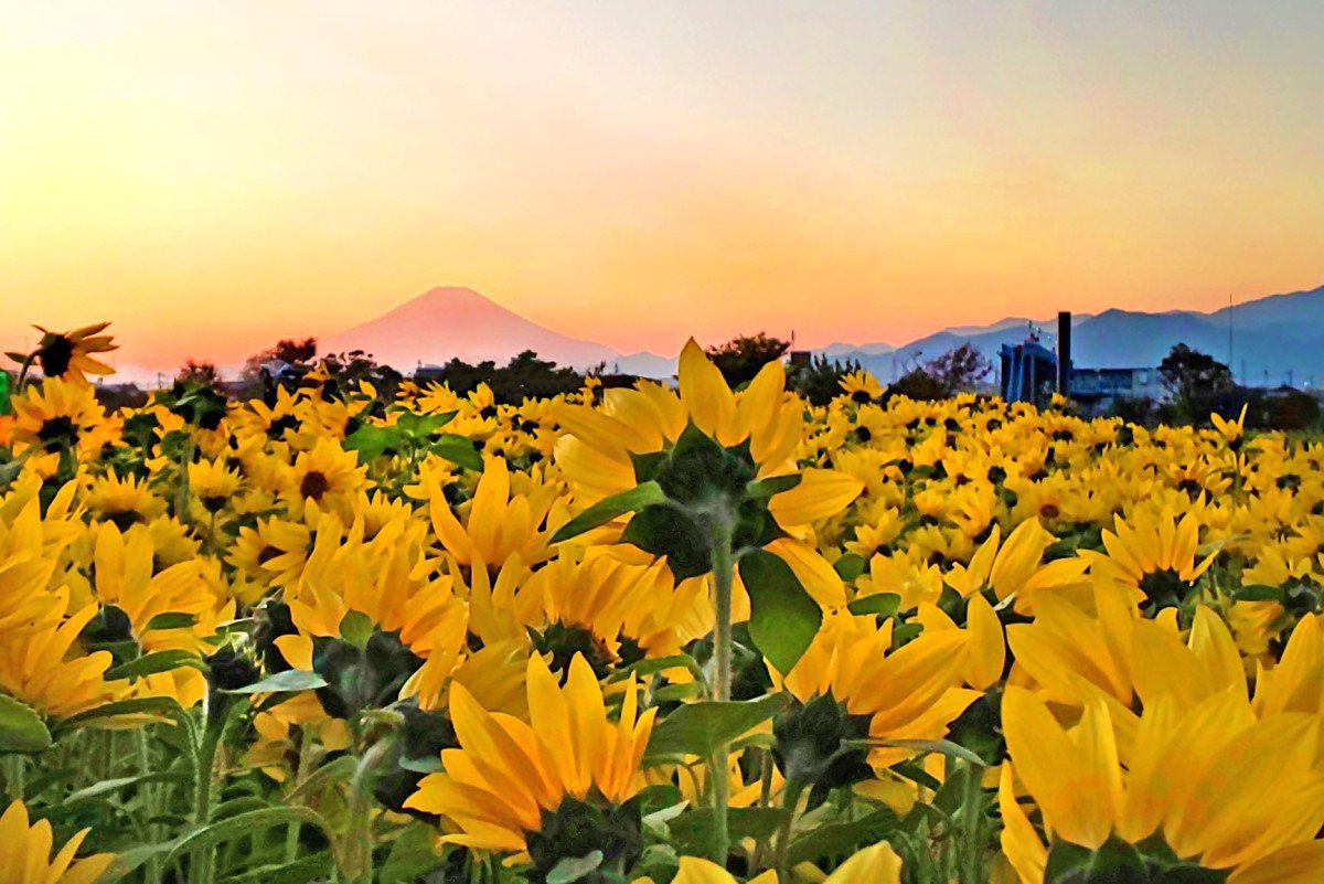 Samukawa Winter Sunflowers
