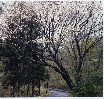 Yoritomo Sakura (Cherry Blossom Viewing)