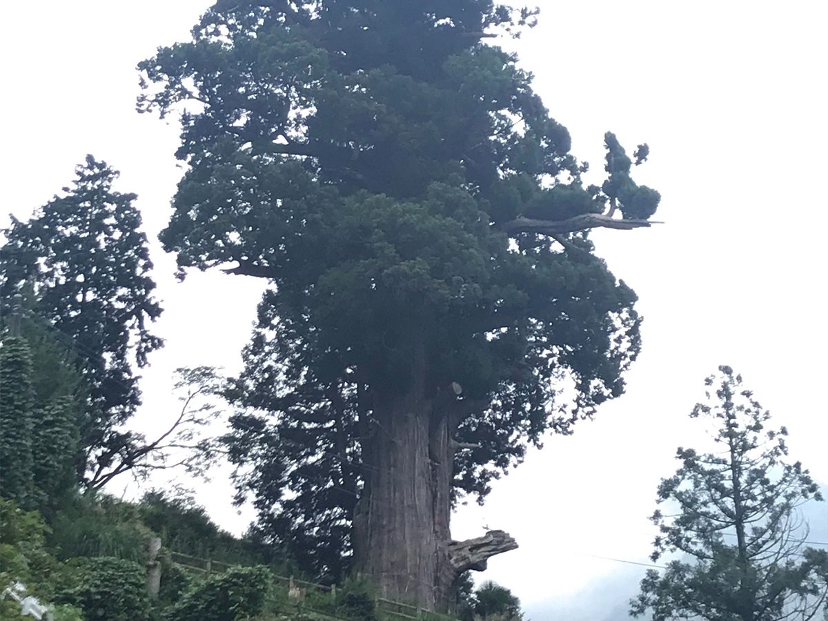 Hoki Cedar