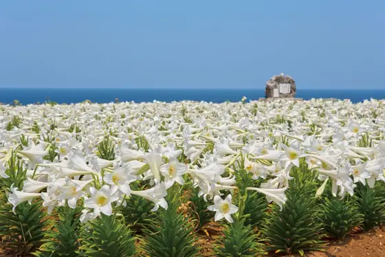 Lily Field Park