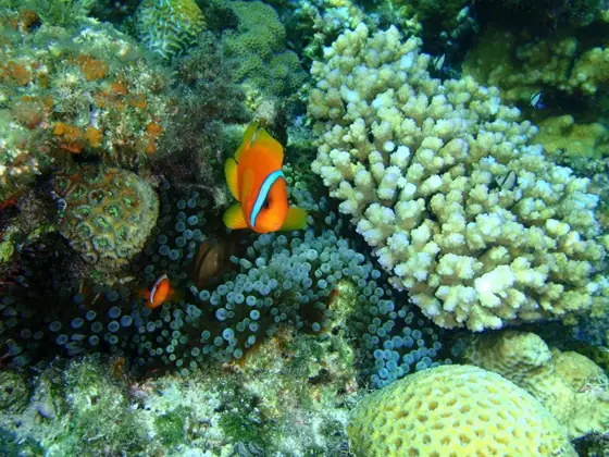 Diving