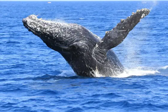 Tokashiki Island Whale Watching