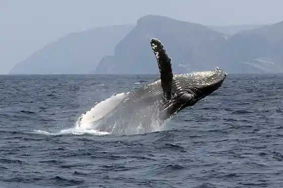 Zamami Village Whale Watching Association