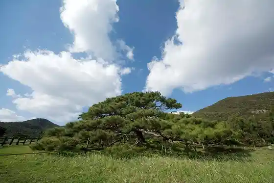Nentohiramatsu Pine, Iheya Island