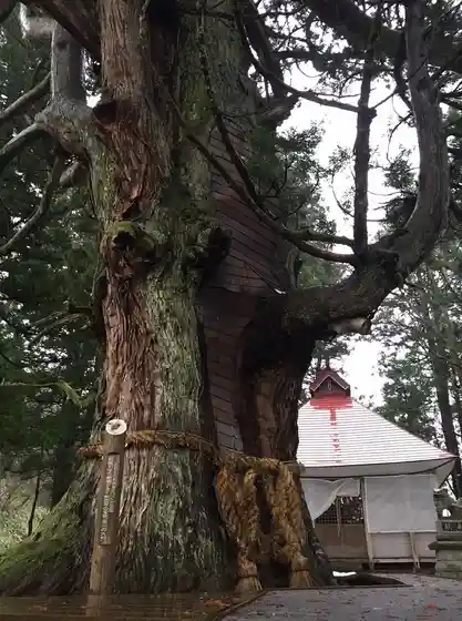 Mushi Kawa no Dai Sugi