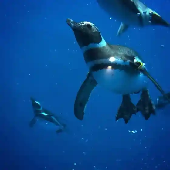 Joetsu Ritsu Suizoku Museum