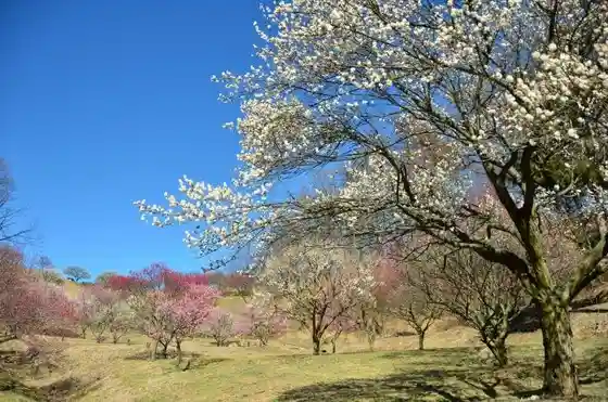 Shikishima General Park and Plum Village
