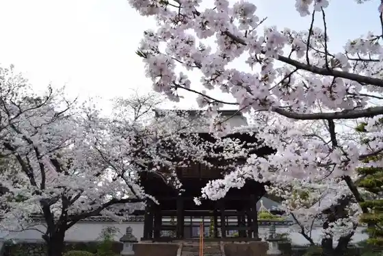 Jisho-ji Temple Cherry Blossoms
