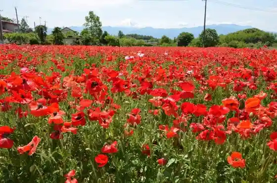 Kai City Iwamori Flower Field