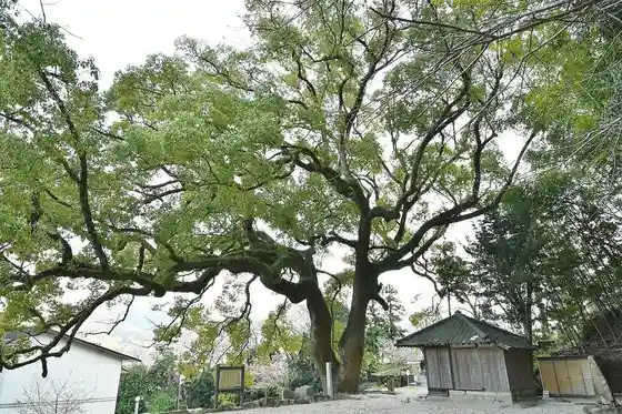 Kaita Kannon Men no Kusu no Ki