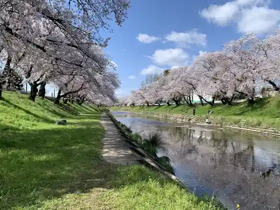 Hyakujuro Cherry Blossoms on the Shin-Sakaigawa Embankment