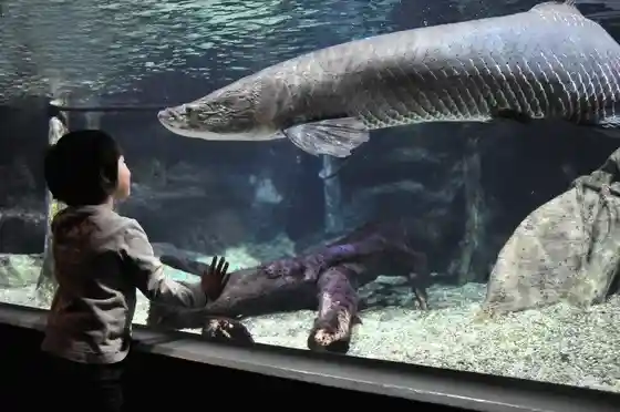 World Freshwater Aquarium Aqua Toto Gifu