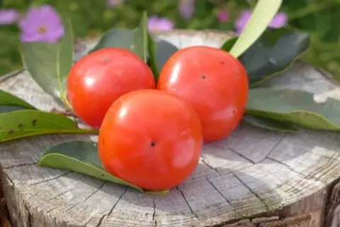 Kasshi Persimmons