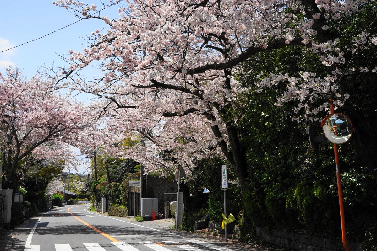 Kamakurayama Cherry Blossom Avenue