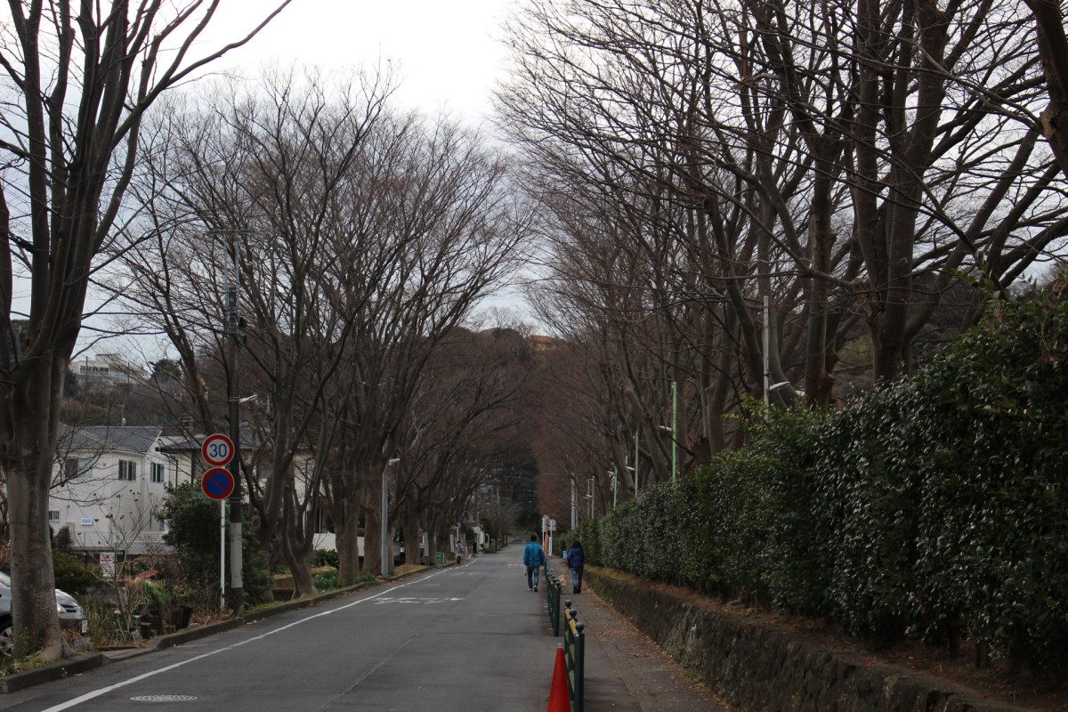 Toray Zelkova Avenue