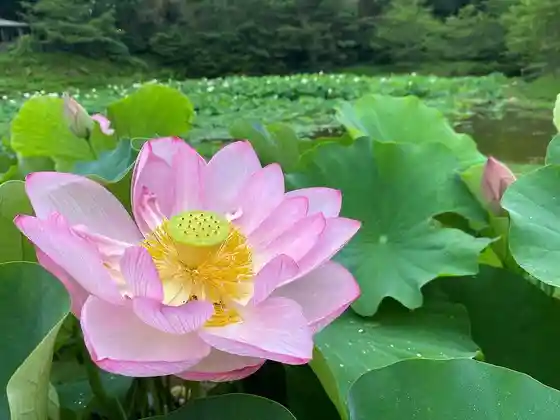 Jimoto no Kakure Ta Ikoi no Ba (Anamushi no Sato)