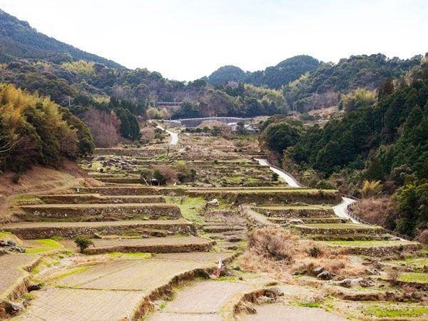 Daisakuyama Rice Terraces