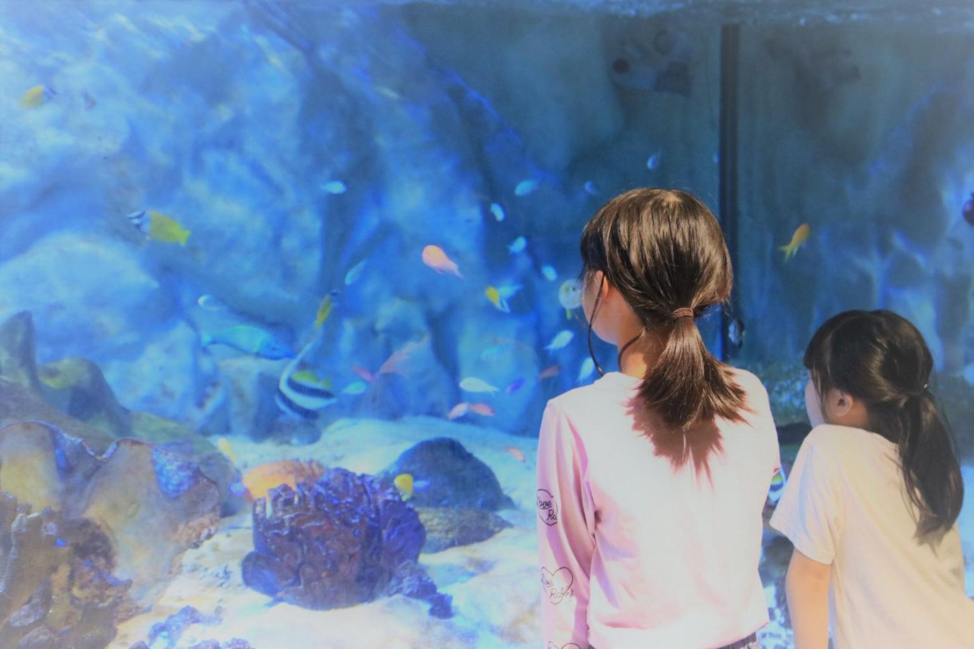 Amakusa Pearl Garden and Underwater Aquarium Sea Donut