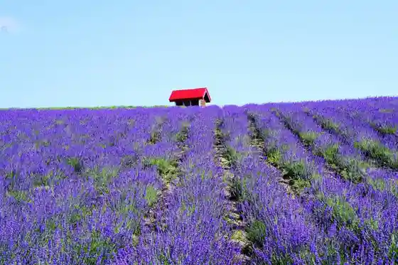 Nichi no Shutsuko Garden Lavender Garden