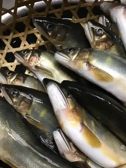 はやせ鮎 宮城鮎工房